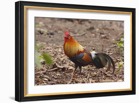 Red Jungle Fowl Male-null-Framed Photographic Print