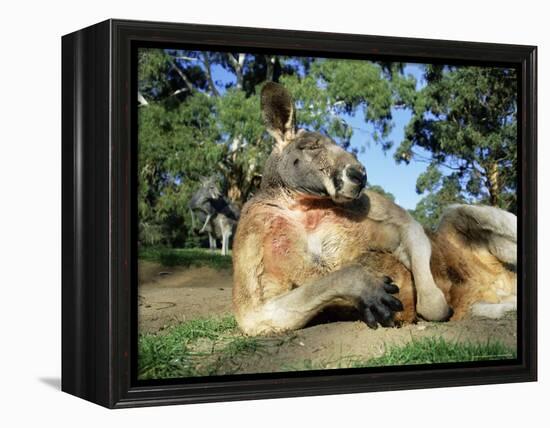 Red Kangaroo, Macropus Rufus, Cleland Wildlife Park, South Australia, Australia-Ann & Steve Toon-Framed Premier Image Canvas