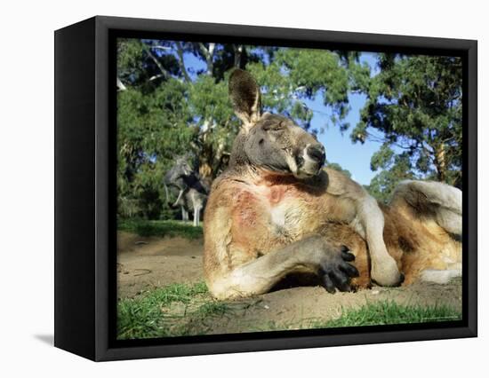 Red Kangaroo, Macropus Rufus, Cleland Wildlife Park, South Australia, Australia-Ann & Steve Toon-Framed Premier Image Canvas