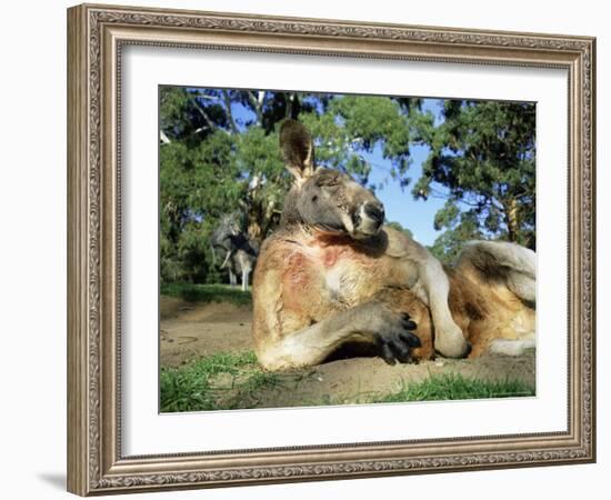 Red Kangaroo, Macropus Rufus, Cleland Wildlife Park, South Australia, Australia-Ann & Steve Toon-Framed Photographic Print