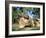 Red Kangaroo, Macropus Rufus, Cleland Wildlife Park, South Australia, Australia-Ann & Steve Toon-Framed Photographic Print