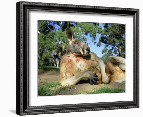 Red Kangaroo, Macropus Rufus, Cleland Wildlife Park, South Australia, Australia-Ann & Steve Toon-Framed Photographic Print