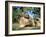 Red Kangaroo, Macropus Rufus, Cleland Wildlife Park, South Australia, Australia-Ann & Steve Toon-Framed Photographic Print