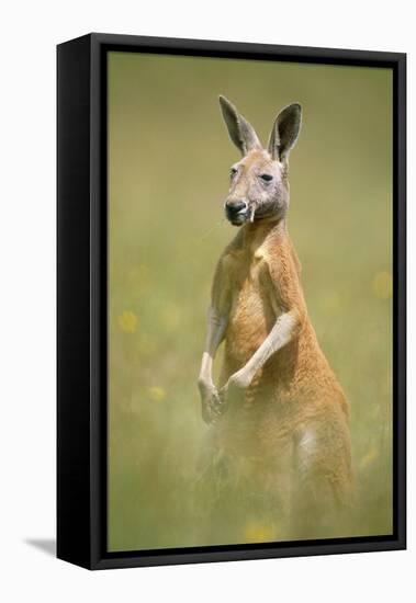 Red Kangaroo-null-Framed Premier Image Canvas