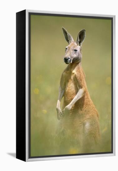 Red Kangaroo-null-Framed Premier Image Canvas