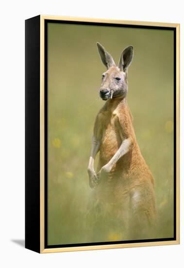 Red Kangaroo-null-Framed Premier Image Canvas