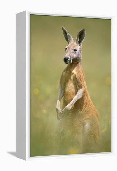 Red Kangaroo-null-Framed Premier Image Canvas