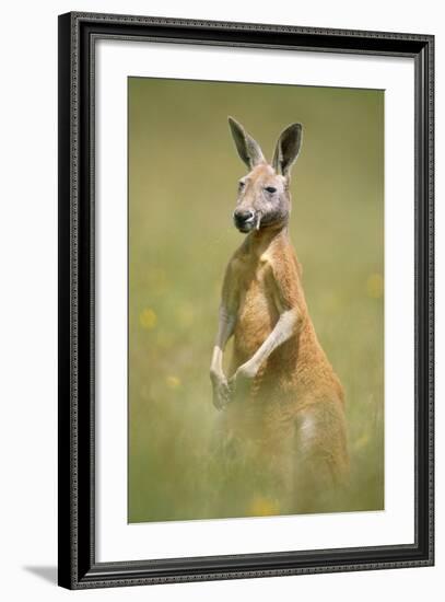 Red Kangaroo-null-Framed Photographic Print