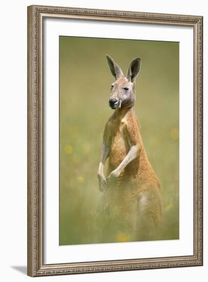 Red Kangaroo--Framed Photographic Print