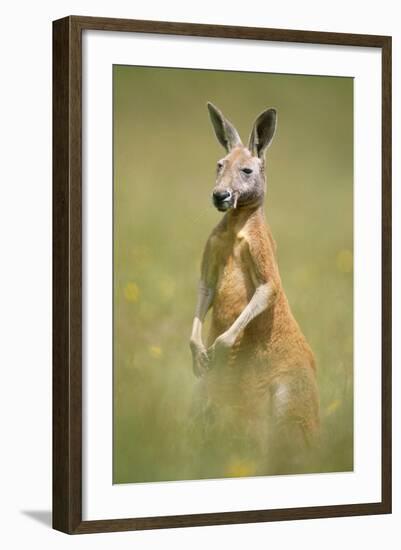 Red Kangaroo-null-Framed Photographic Print