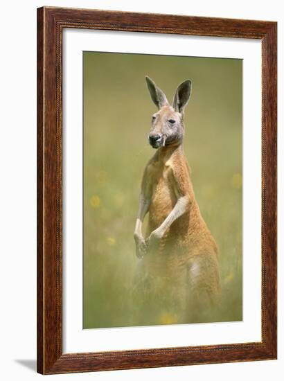 Red Kangaroo-null-Framed Photographic Print