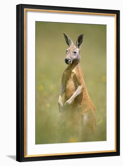 Red Kangaroo-null-Framed Photographic Print