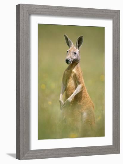 Red Kangaroo-null-Framed Photographic Print