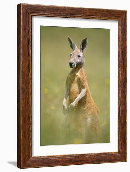 Red Kangaroo-null-Framed Photographic Print