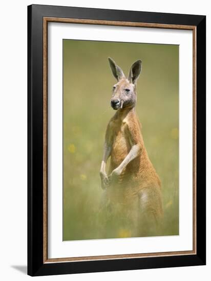 Red Kangaroo-null-Framed Photographic Print