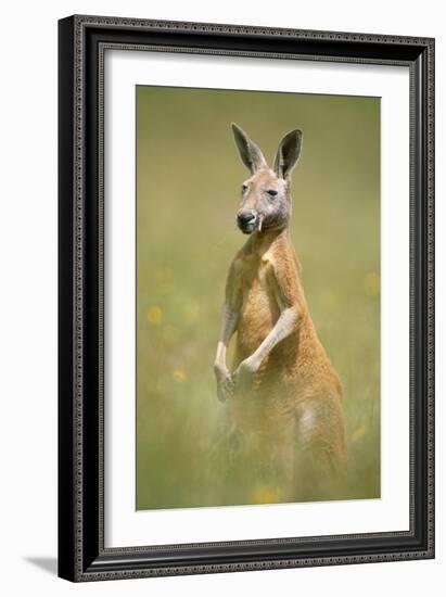 Red Kangaroo-null-Framed Photographic Print