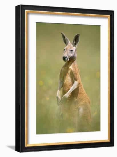 Red Kangaroo-null-Framed Photographic Print