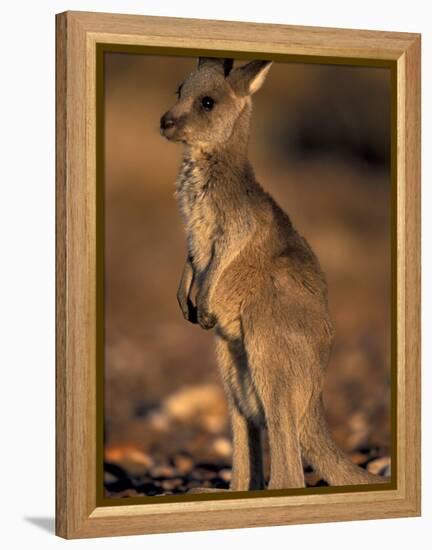 Red Kangaroos Joey, New South Wales, Australia-Theo Allofs-Framed Premier Image Canvas