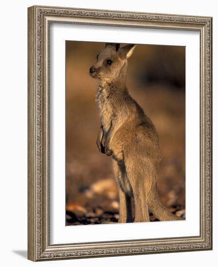 Red Kangaroos Joey, New South Wales, Australia-Theo Allofs-Framed Photographic Print