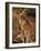 Red Kangaroos Joey, New South Wales, Australia-Theo Allofs-Framed Photographic Print