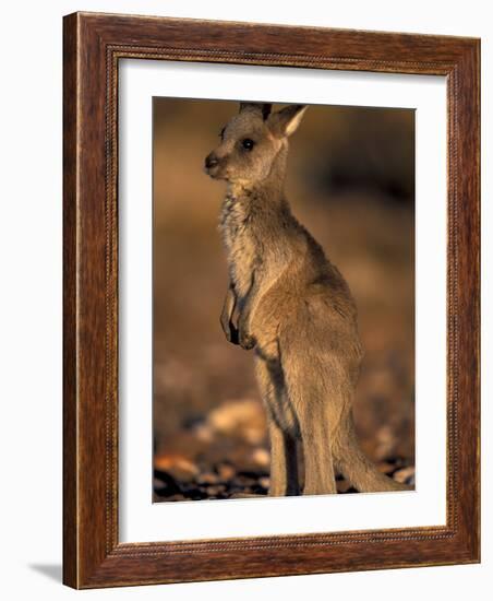 Red Kangaroos Joey, New South Wales, Australia-Theo Allofs-Framed Photographic Print