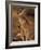 Red Kangaroos Joey, New South Wales, Australia-Theo Allofs-Framed Photographic Print