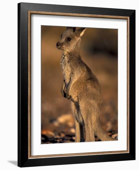 Red Kangaroos Joey, New South Wales, Australia-Theo Allofs-Framed Photographic Print