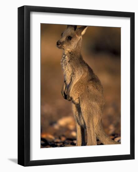 Red Kangaroos Joey, New South Wales, Australia-Theo Allofs-Framed Photographic Print