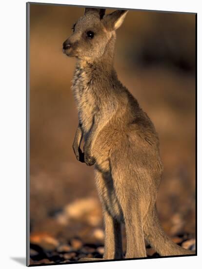 Red Kangaroos Joey, New South Wales, Australia-Theo Allofs-Mounted Photographic Print
