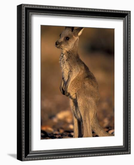 Red Kangaroos Joey, New South Wales, Australia-Theo Allofs-Framed Photographic Print