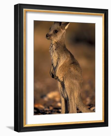 Red Kangaroos Joey, New South Wales, Australia-Theo Allofs-Framed Photographic Print