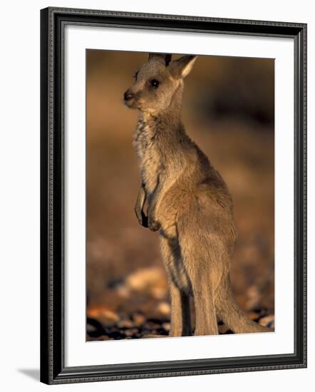 Red Kangaroos Joey, New South Wales, Australia-Theo Allofs-Framed Photographic Print