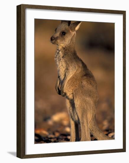 Red Kangaroos Joey, New South Wales, Australia-Theo Allofs-Framed Photographic Print