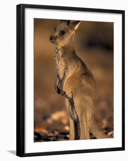 Red Kangaroos Joey, New South Wales, Australia-Theo Allofs-Framed Photographic Print