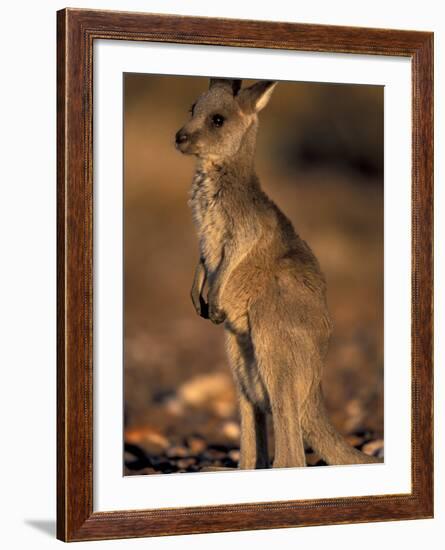 Red Kangaroos Joey, New South Wales, Australia-Theo Allofs-Framed Photographic Print