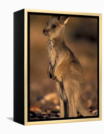 Red Kangaroos Joey, New South Wales, Australia-Theo Allofs-Framed Premier Image Canvas