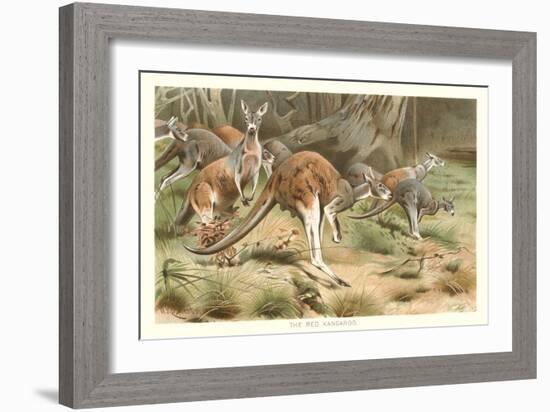 Red Kangaroos-null-Framed Art Print