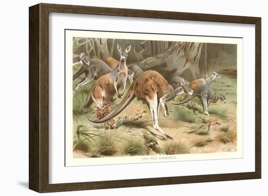 Red Kangaroos-null-Framed Art Print