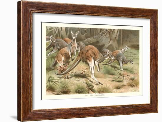 Red Kangaroos-null-Framed Art Print