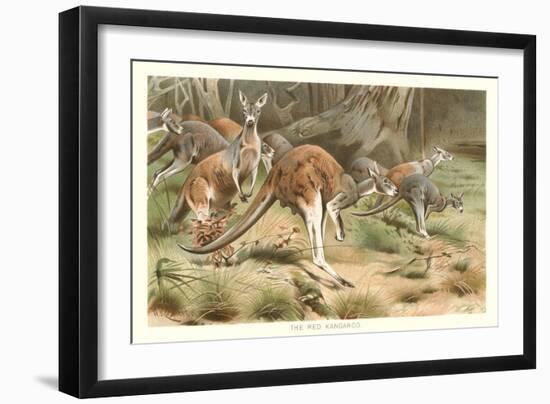 Red Kangaroos-null-Framed Art Print