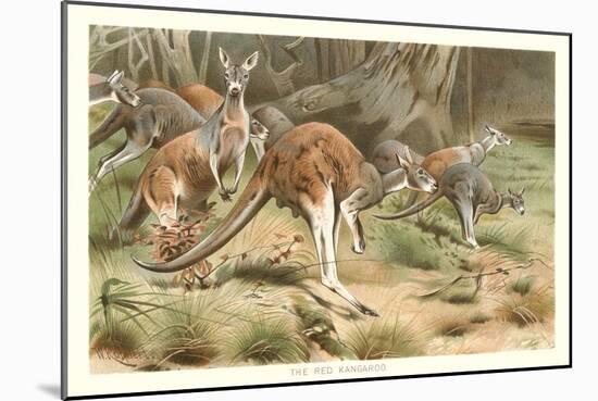 Red Kangaroos-null-Mounted Art Print