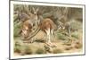 Red Kangaroos-null-Mounted Art Print