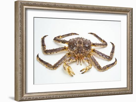 Red King Crab-David Nunuk-Framed Photographic Print