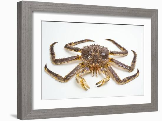 Red King Crab-David Nunuk-Framed Photographic Print