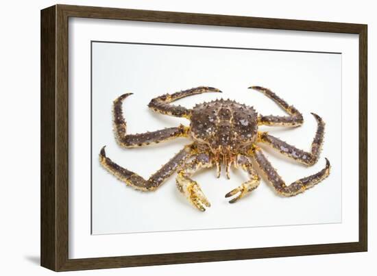 Red King Crab-David Nunuk-Framed Photographic Print