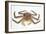 Red King Crab-David Nunuk-Framed Photographic Print