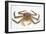 Red King Crab-David Nunuk-Framed Photographic Print