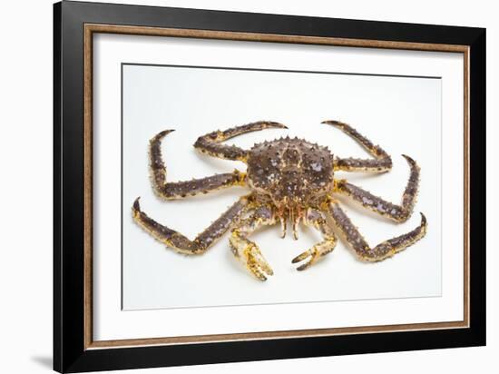 Red King Crab-David Nunuk-Framed Photographic Print