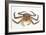 Red King Crab-David Nunuk-Framed Photographic Print