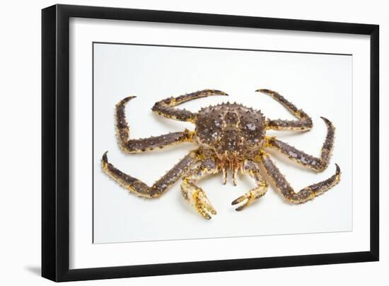 Red King Crab-David Nunuk-Framed Photographic Print